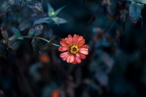 Çiçek Senfonisi/Ubeyde Gül