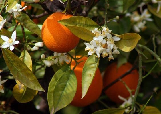 Portakal Ağacı/Melek Sude Şahin