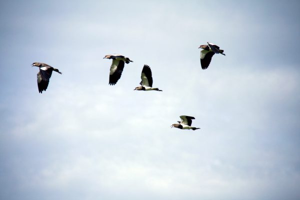 Güvercin Curnatasında Alçaktan Uçan/Fatih Öğüt