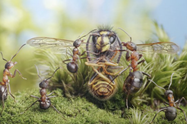 Karıncalar ve Eşek Arıları / Gülnar Kandeyer