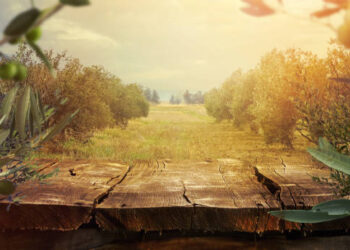 Yedi Kara Bir  Yeşil Gemlik  Zeytini / Galip Uçar