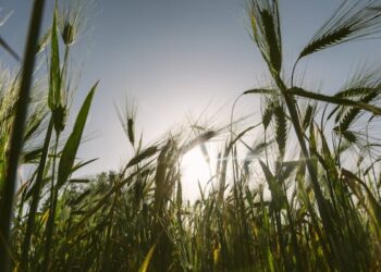 Harman  Yeri   / Hacer Taner Bulut