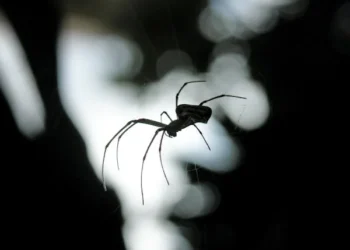 Kısa söz (Sessiz Örümcek) / Yasemin