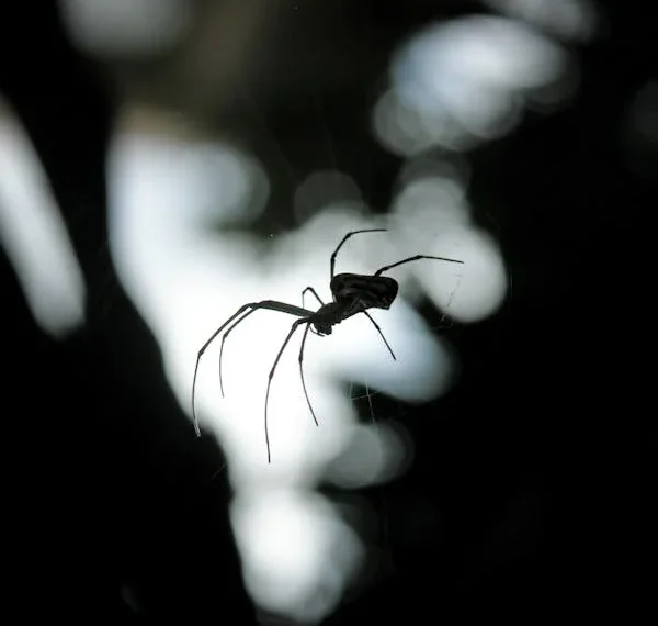 Kısa söz (Sessiz Örümcek) / Yasemin