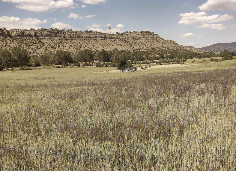 Yeşilin Hasadı / Duygu Yılmaz