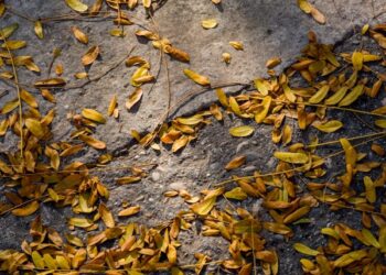 Vurulur  Yiğitler  Sırtından Sonbahar Sabahları / Ergül Erdem