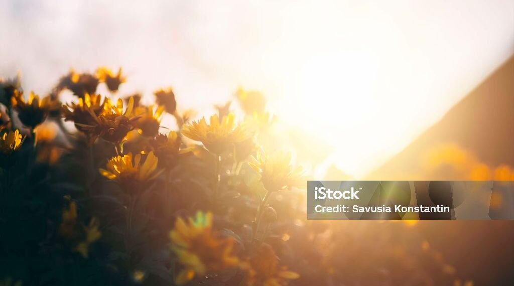 Toprağın Bütün Renkleridir / Adem Tok