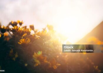 Toprağın Bütün Renkleridir / Adem Tok