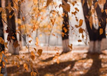 Manzaralar / Hacer Taner Bulut