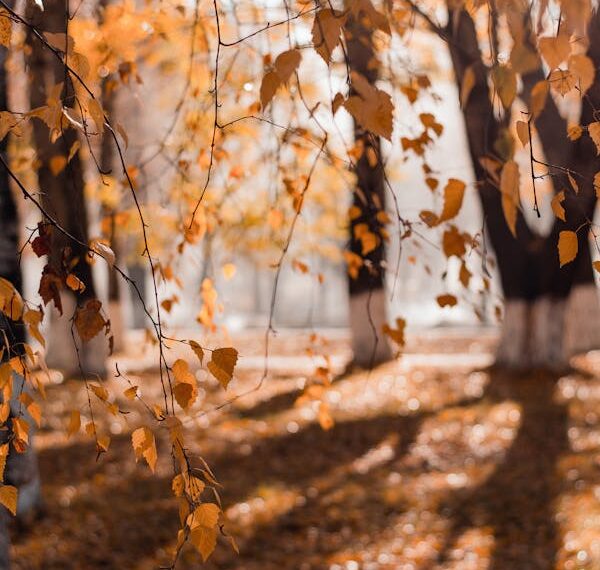 Manzaralar / Hacer Taner Bulut