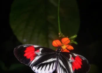 Kelebek  Mevsimi / Nursel Camcı