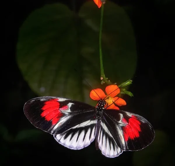 Kelebek  Mevsimi / Nursel Camcı