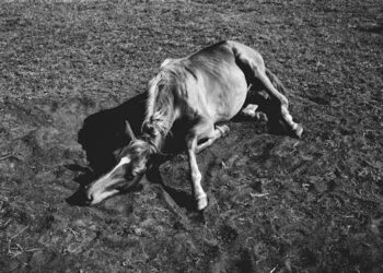 Nietzsche’nin Son Çığlığı / Zafer Korkmaz