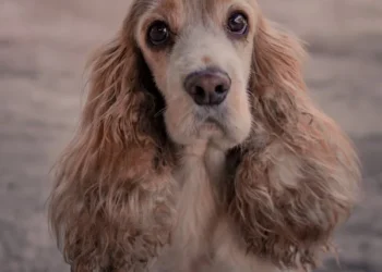 Lodos / Sinem Yiğit