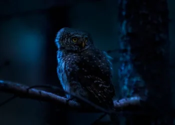 Kanlı İbremi Yeşil Örtüye Astım / Binnaz Deniz Yıldız