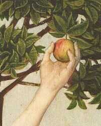 Birliğin Meyvesi – Gölgelerin Savaşkı (7) / Semina İdil