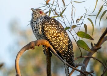 Uykudan Önce / Şehnaz İşeri