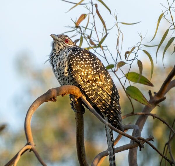 Uykudan Önce / Şehnaz İşeri