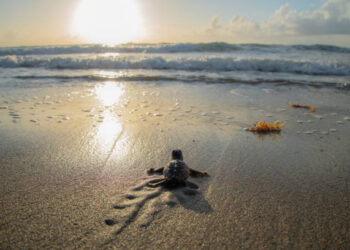 Umuda Yolculuk Emeklemeyle Başlar / Zümrüd-ü Sabah