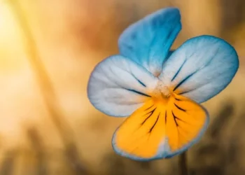 Hercaimiş Çiçeği / Emre Andersson