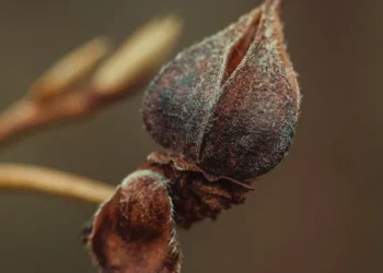 Lanetli İnsan / Bedriye Korkankorkmaz