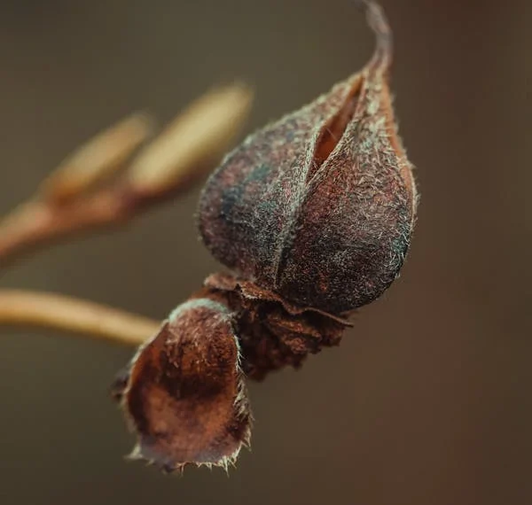 Lanetli İnsan / Bedriye Korkankorkmaz