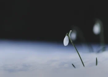 Kardelen İsyanı / Galip Uçar