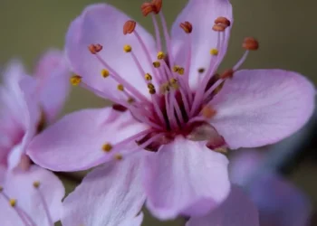 Sakuralar / Figen Günlü