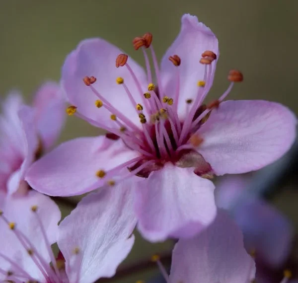 Sakuralar / Figen Günlü