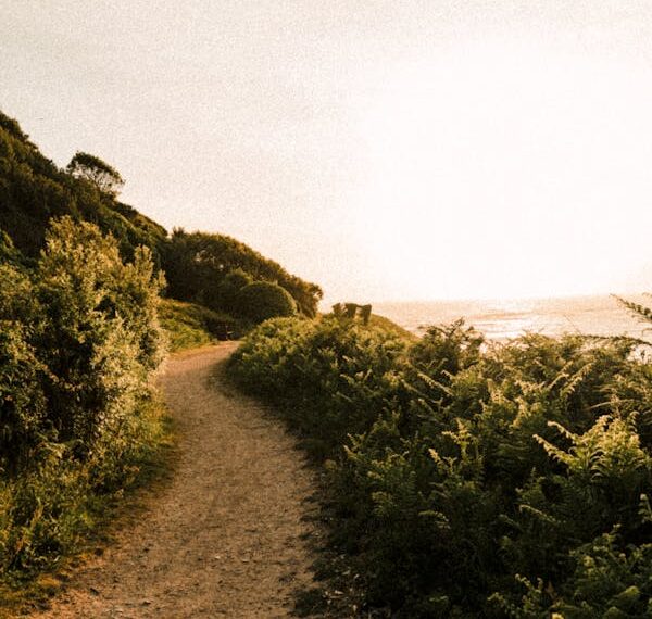 Dağlarca Yokuş / Anıl Mansuroğlu