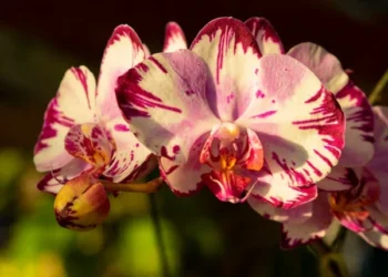 Beş Minik Orkide / Galip Uçar