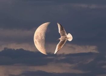 Kutsanmış / Adem Tok