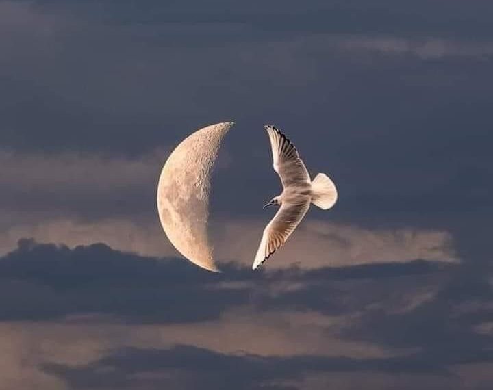 Kutsanmış / Adem Tok