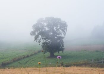 Haziran’da / Aslıhan Ak