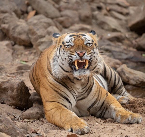 Kanatlı Bir Kaplan / Sevgi Toplu