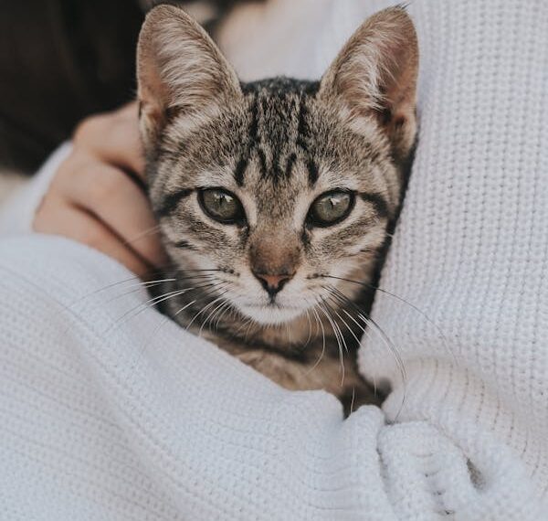 Bir Kedinin Mırıltısına Sakladım Seni / Sevgi Toplu