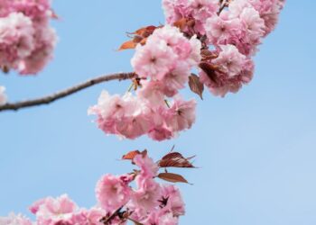 Kiraz Çiçekleri / Sevgi Toplu