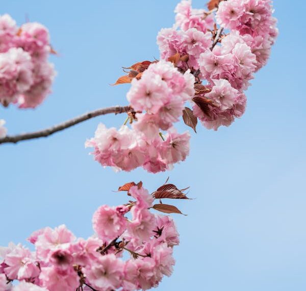 Kiraz Çiçekleri / Sevgi Toplu