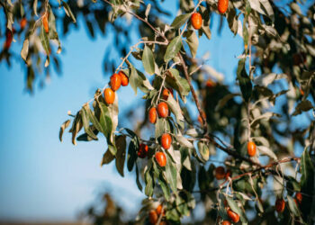 İğde Ağacı / Ez-Davudi