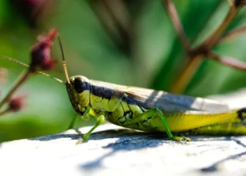 Çekirge Avı / Zafer Korkmaz