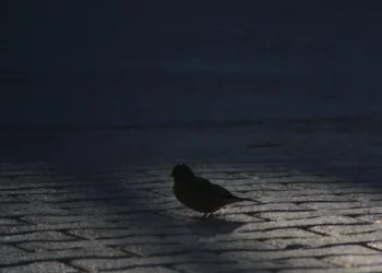 Sen Gideli Çok Oldu / Ez-Davudi