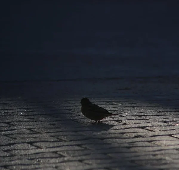 Sen Gideli Çok Oldu / Ez-Davudi