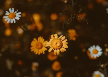 Bir Sebebi Vardır Elbet / Aslıhan Ak