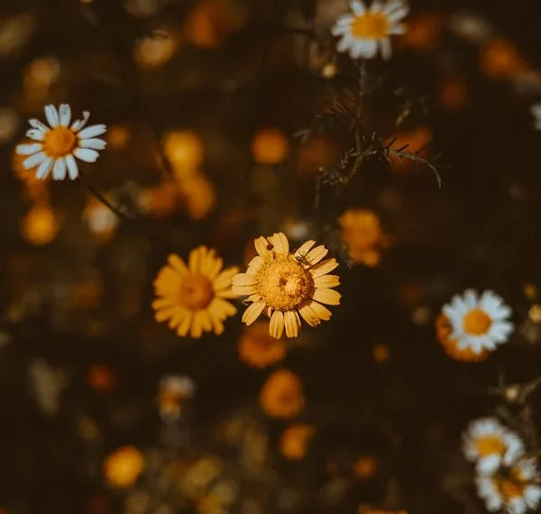 Bir Sebebi Vardır Elbet / Aslıhan Ak