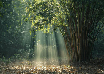 Sinem’e… / Canan Tümen