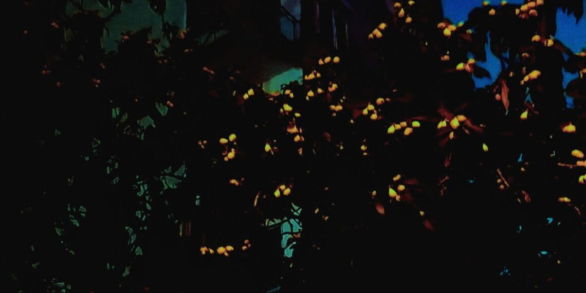 Eski Bir Burungu / Bekir Dalgıç