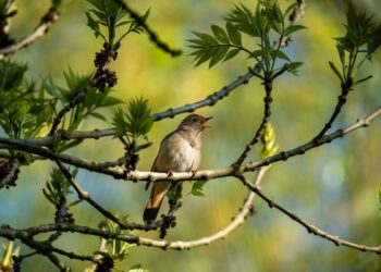 Ezelden Beri Sensedim Yâr / Zümrüd-ü Sabah