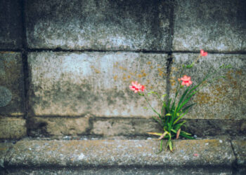 Betona Ekilmiş Çiçekler / Mehmet Boncukoğlu