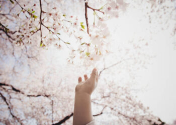 Kiraz Çiçekleri / Ağıt Destan