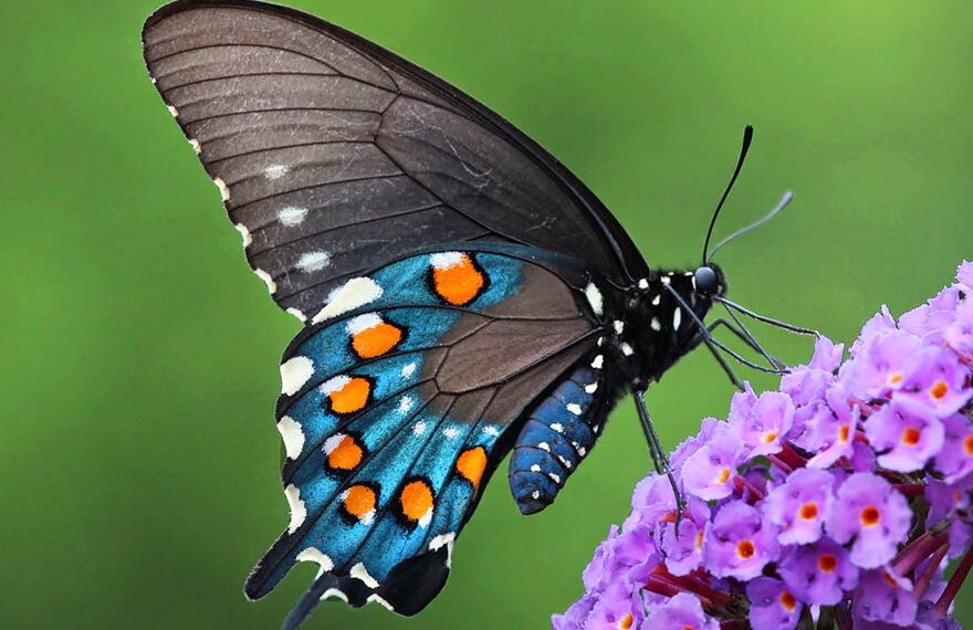 Kelebek / Ayşe Karasu